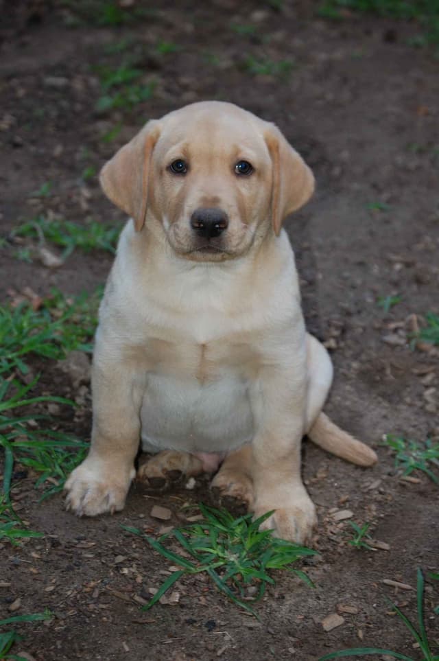 Labrador Retriever Puppies media 25