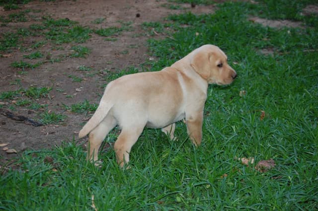 Labrador Retriever Puppies media 5