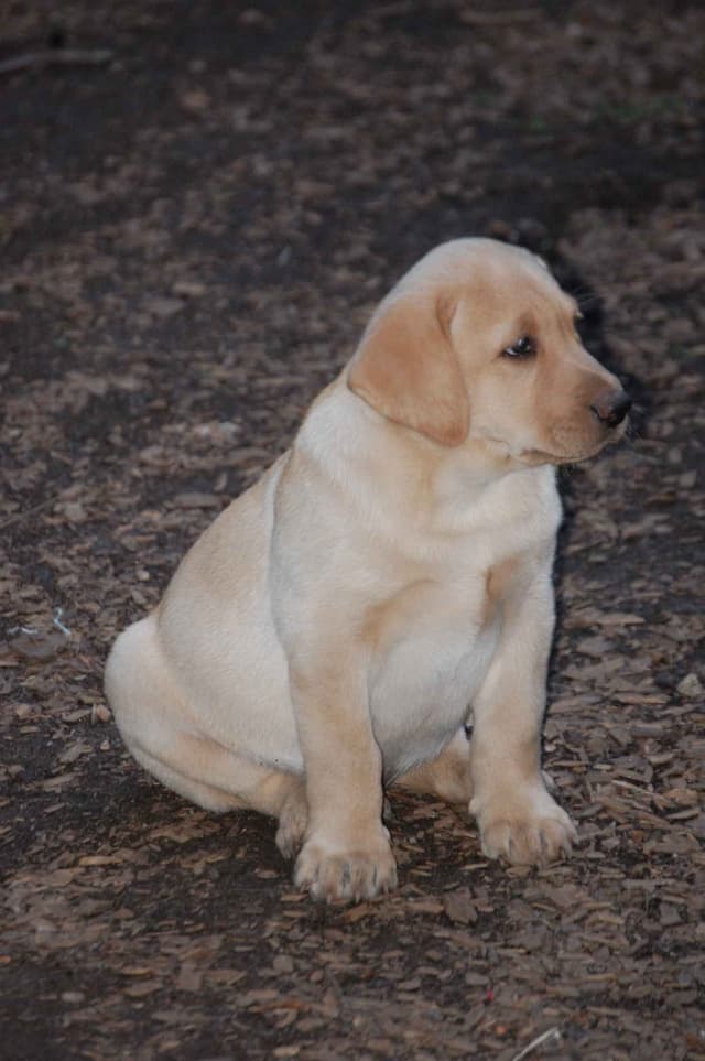 Labrador Retriever Puppies media 27