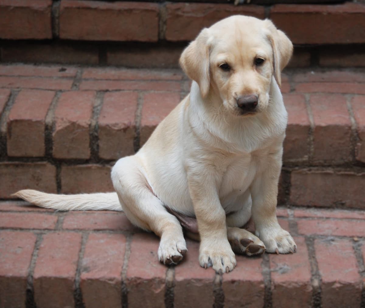 Labrador Retriever Puppies breeder image 12