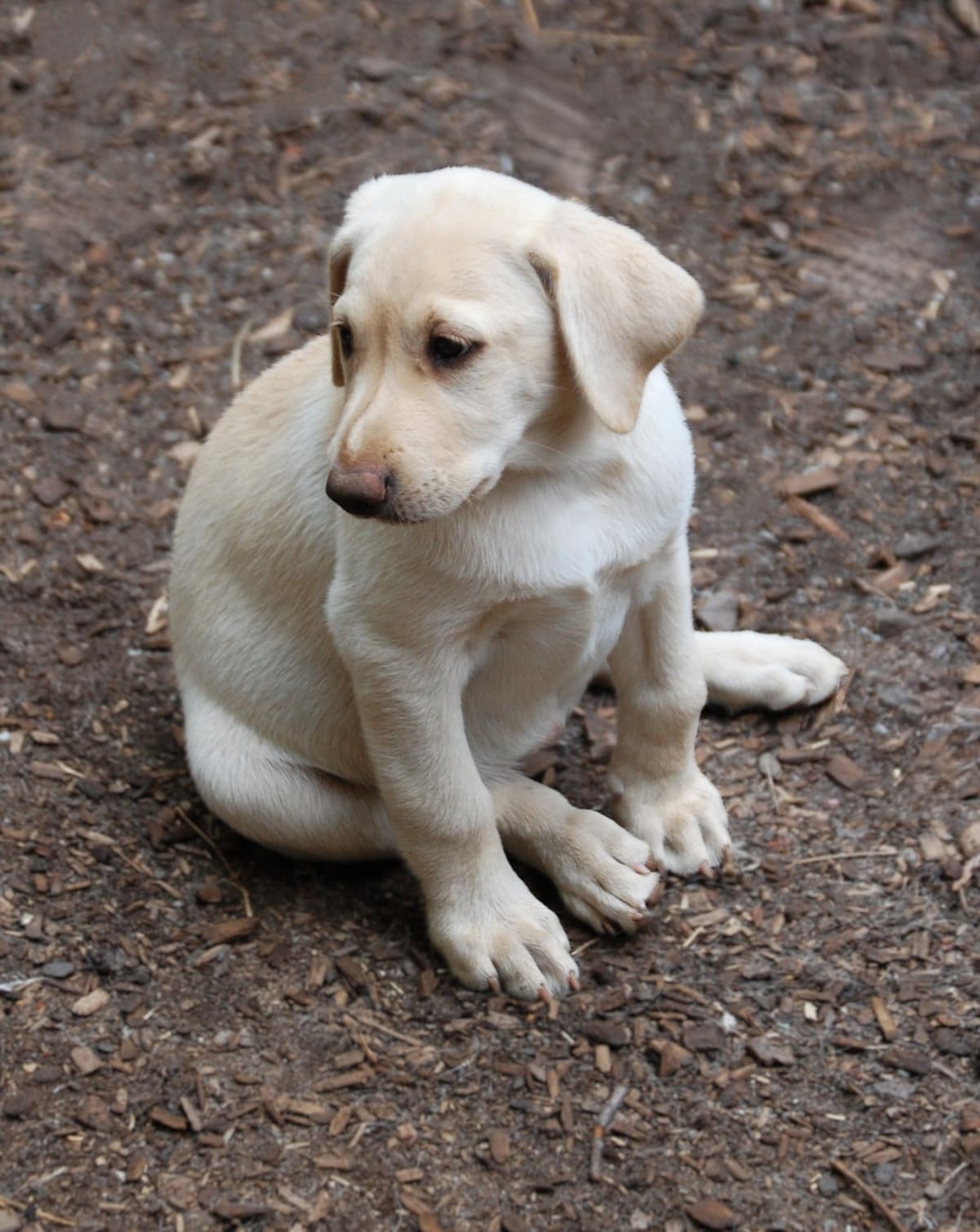 Labrador Retriever Puppies breeder image 16