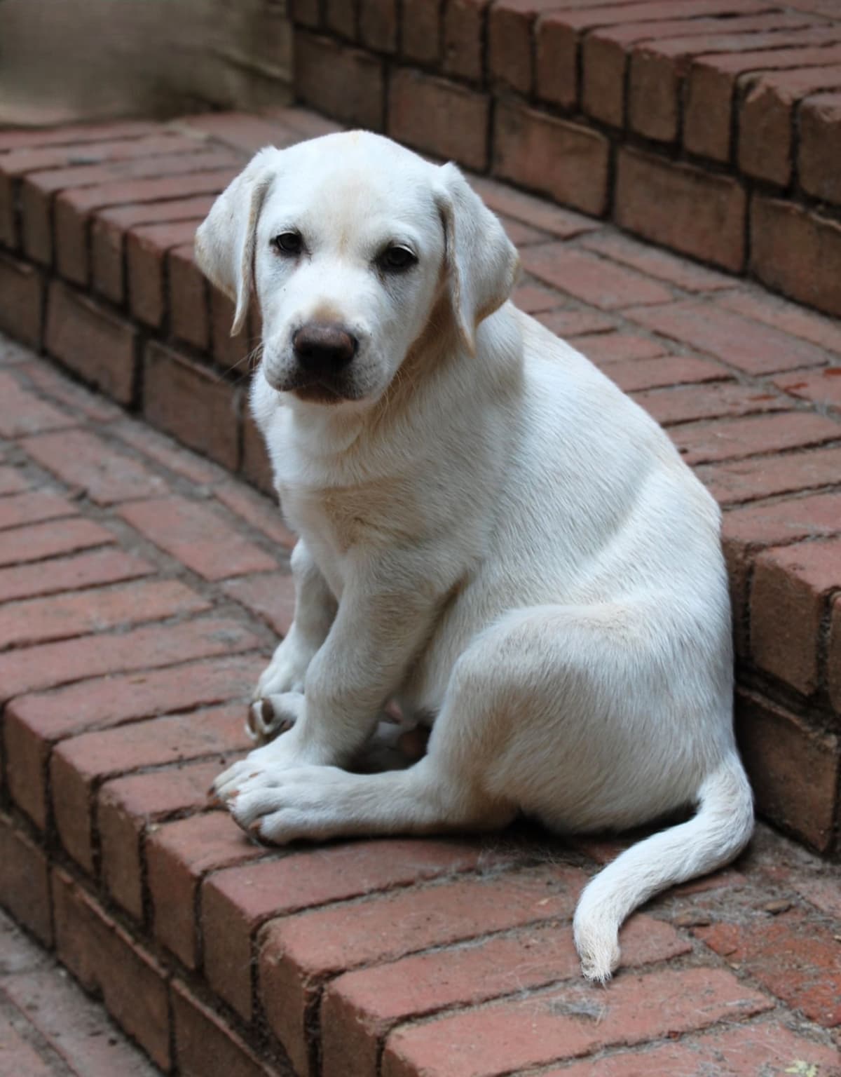 Labrador Retriever Puppies breeder image 15