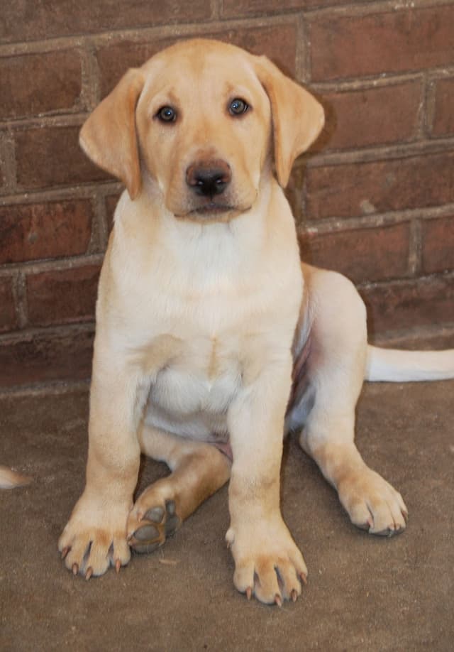 Labrador Retriever Puppies media 2