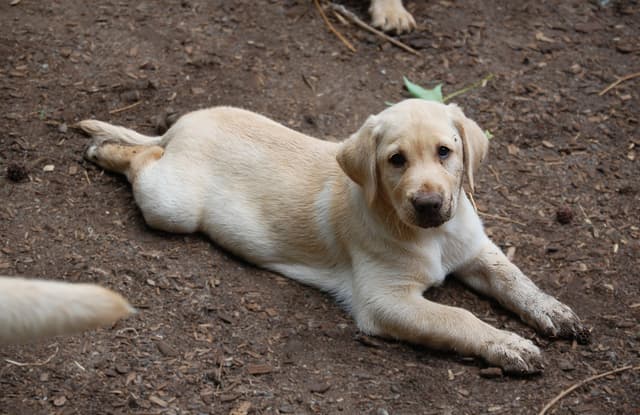 Labrador Retriever Puppies media 4