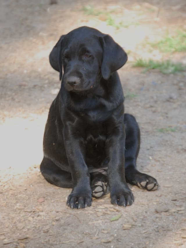 Labrador Retriever Puppies media 2