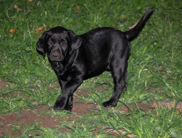 Labrador Retriever Puppies media 11