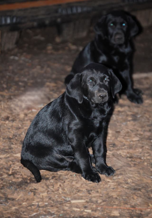Labrador Retriever Puppies media 13
