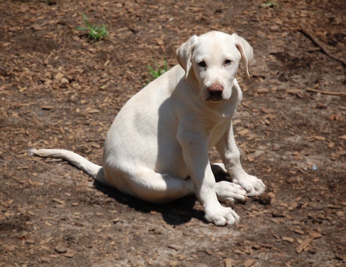 Labrador Retriever Puppies breeder image 11