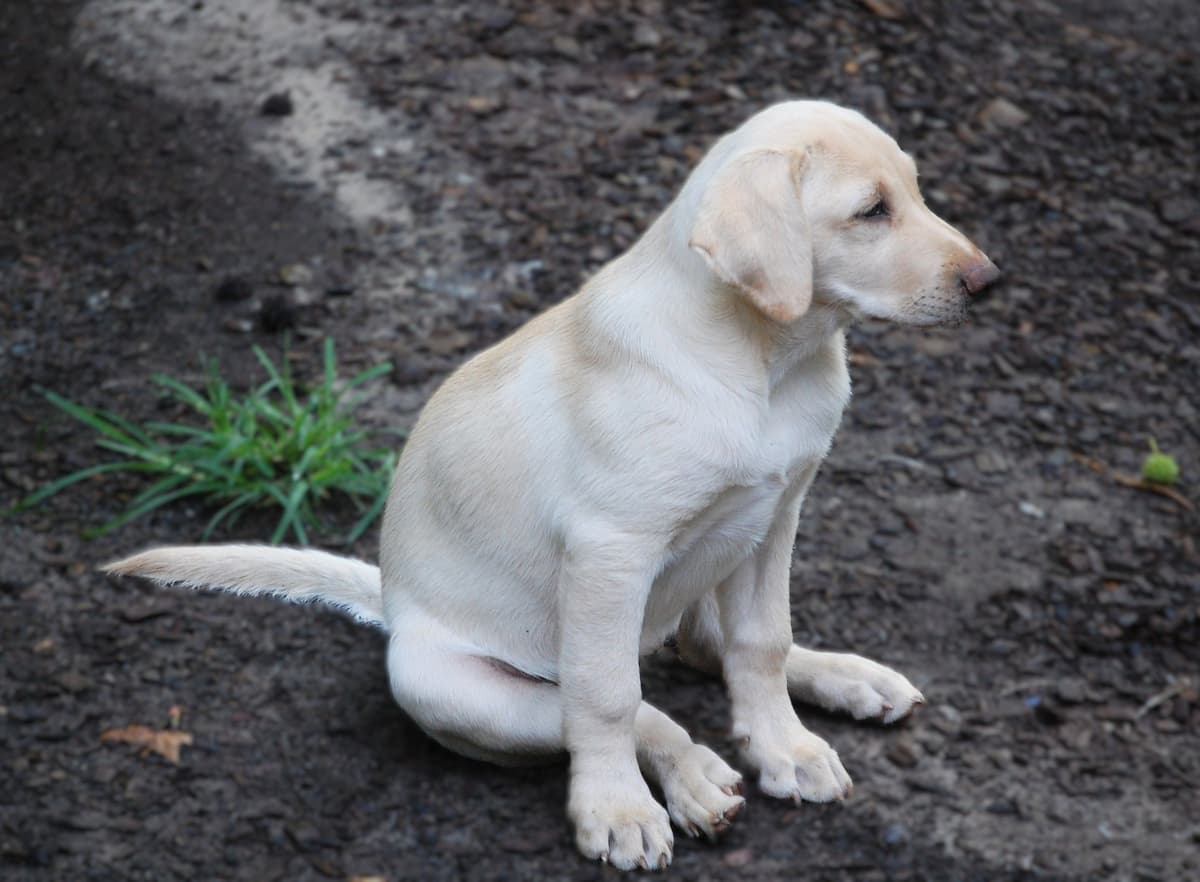 Labrador Retriever Puppies breeder image 9