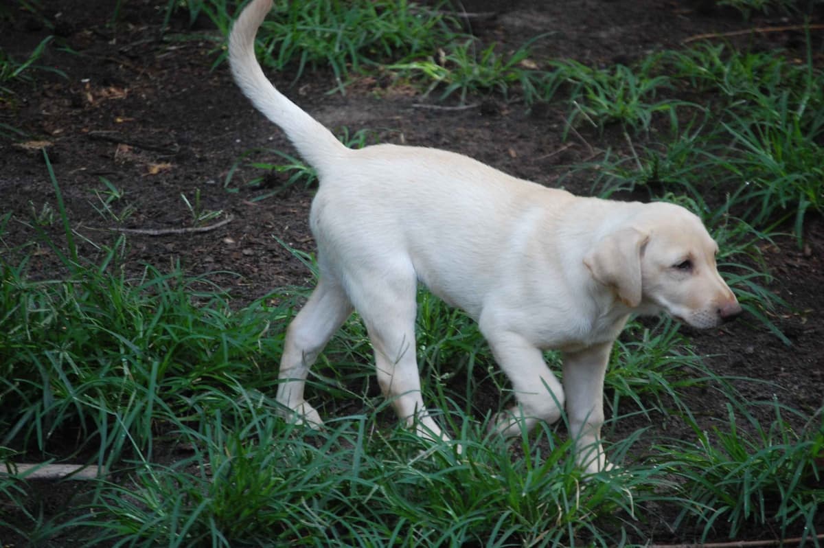Labrador Retriever Puppies breeder image 8