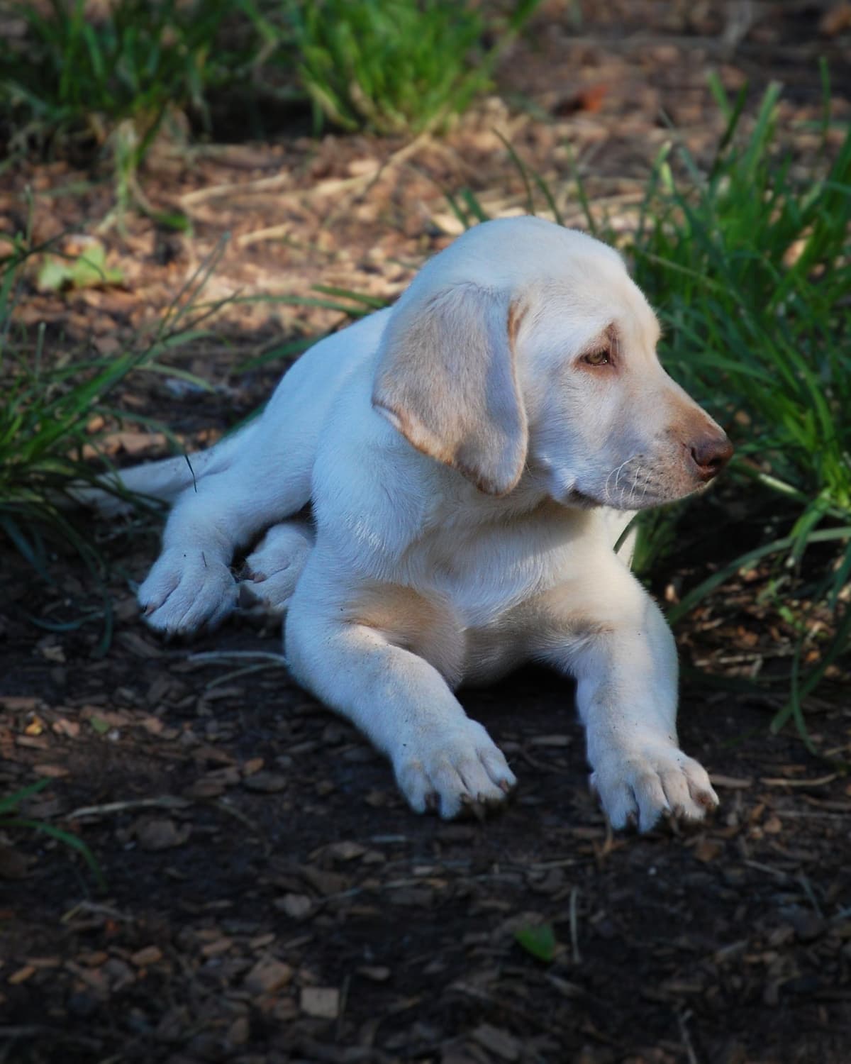 Labrador Retriever Puppies breeder image 3