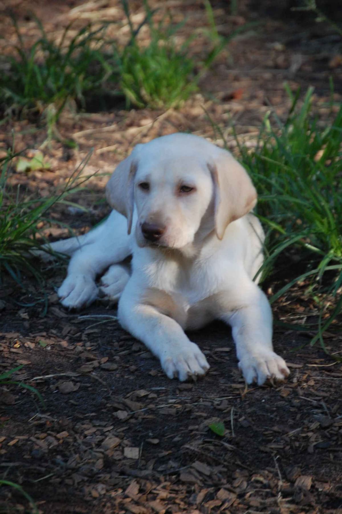 Labrador Retriever Puppies breeder image 27