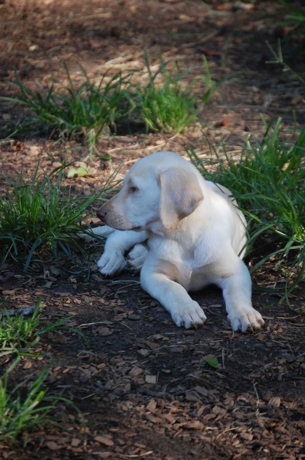 Labrador Retriever Puppies breeder image 28