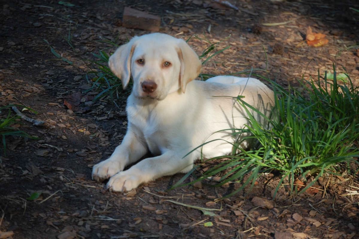 Labrador Retriever Puppies breeder image 1