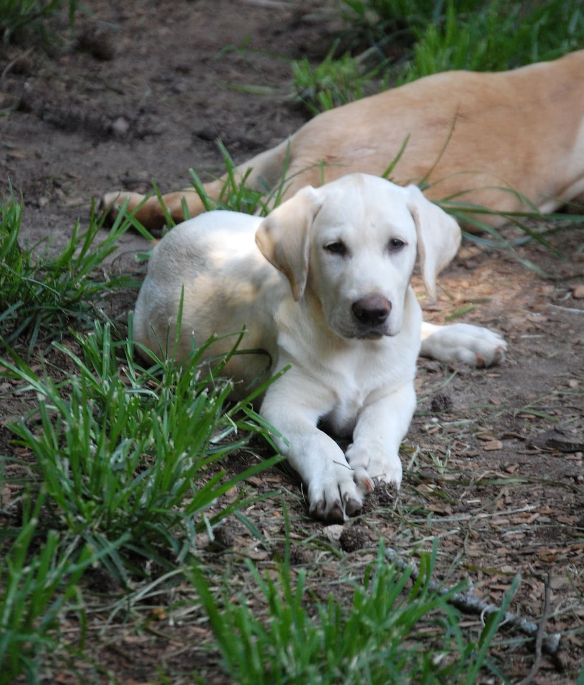 Labrador Retriever Puppies breeder image 4