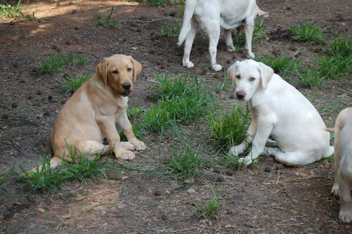 Labrador Retriever Puppies breeder image 29