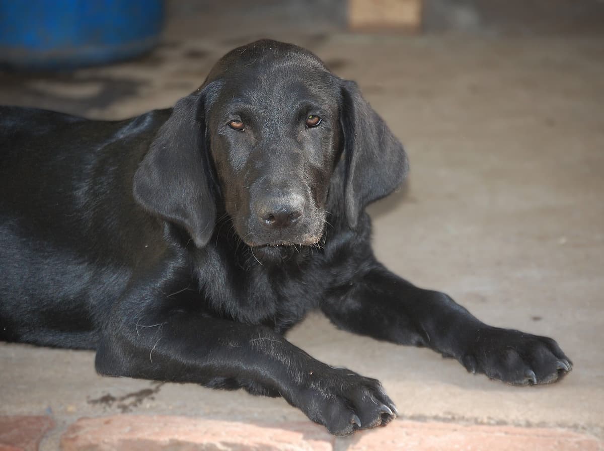Labrador Retriever Puppies breeder image 6