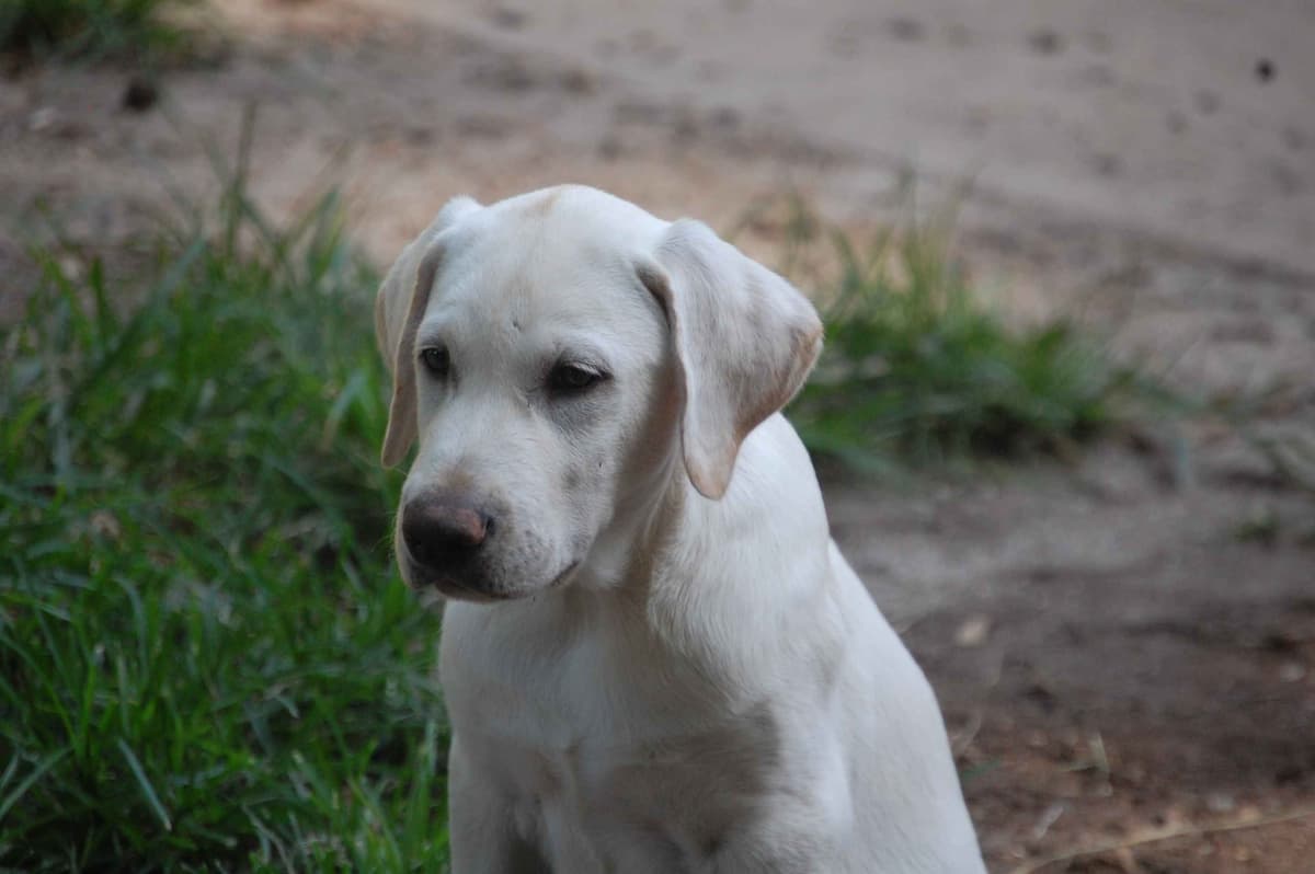 Labrador Retriever Puppies breeder image 7