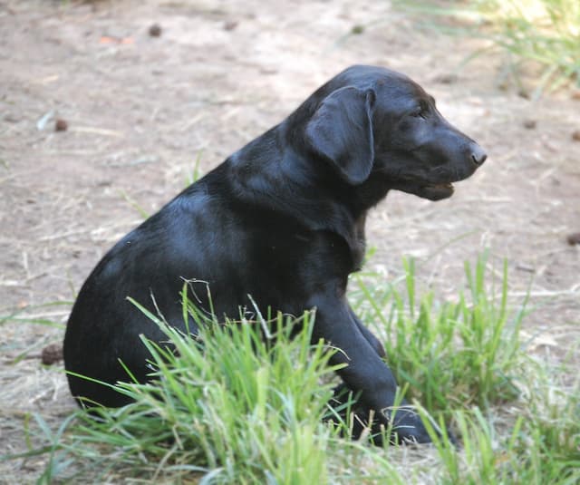 Labrador Retriever Puppies media 14