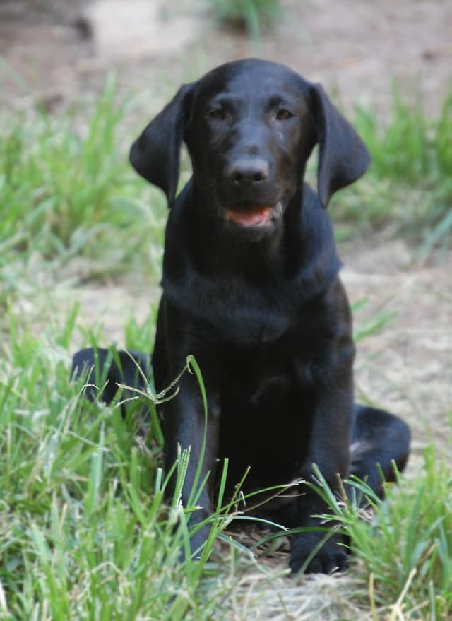 Labrador Retriever Puppies media 15