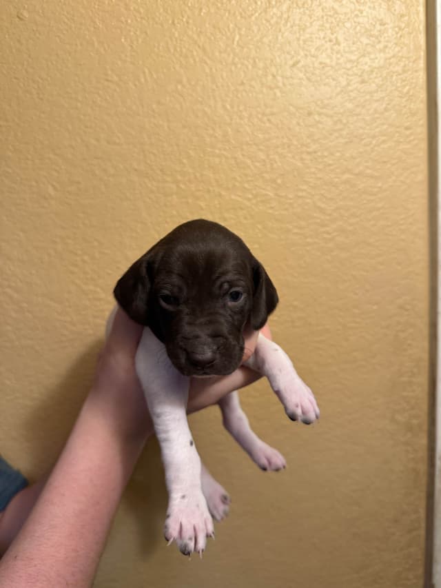 German Shorthaired Pointer Puppies media 2