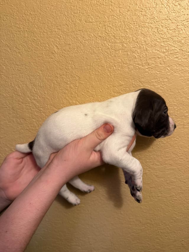 German Shorthaired Pointer Puppies media 3