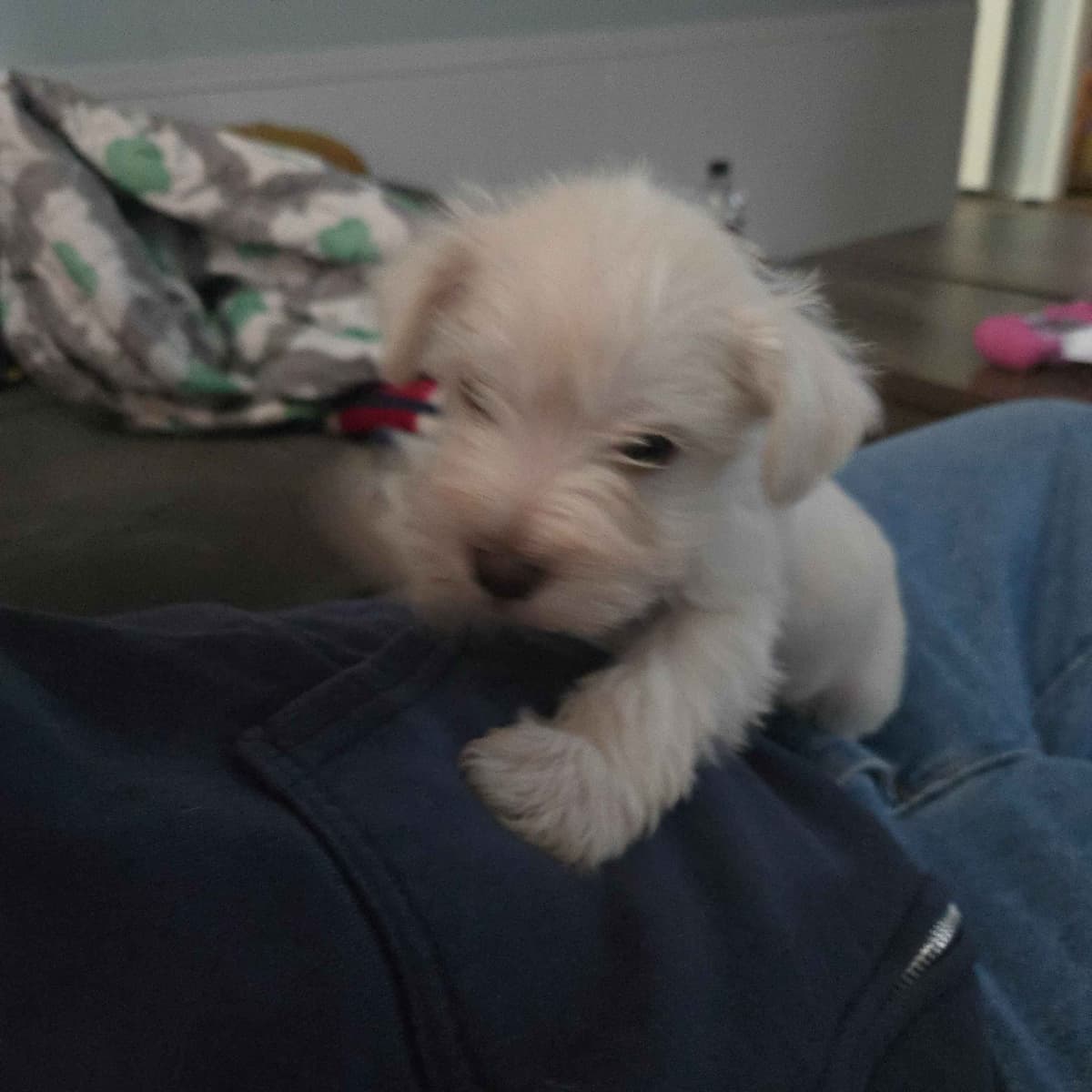 Miniature Schnauzer Puppies breeder image 2