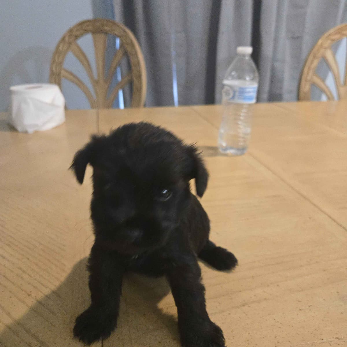 Miniature Schnauzer Puppies breeder image 3