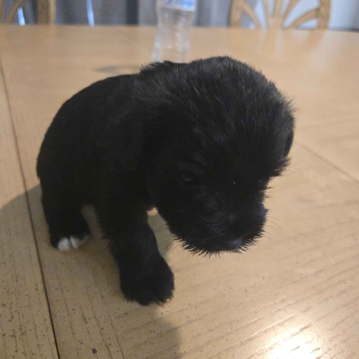 Miniature Schnauzer Puppies breeder image 5