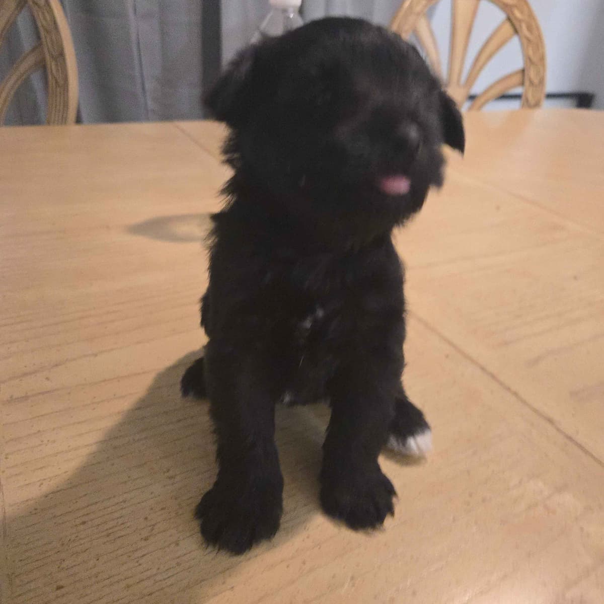 Miniature Schnauzer Puppies breeder image 6