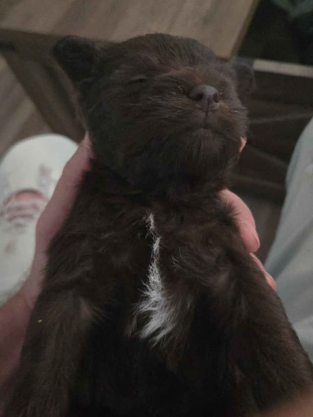 Miniature Schnauzer Puppies media 3