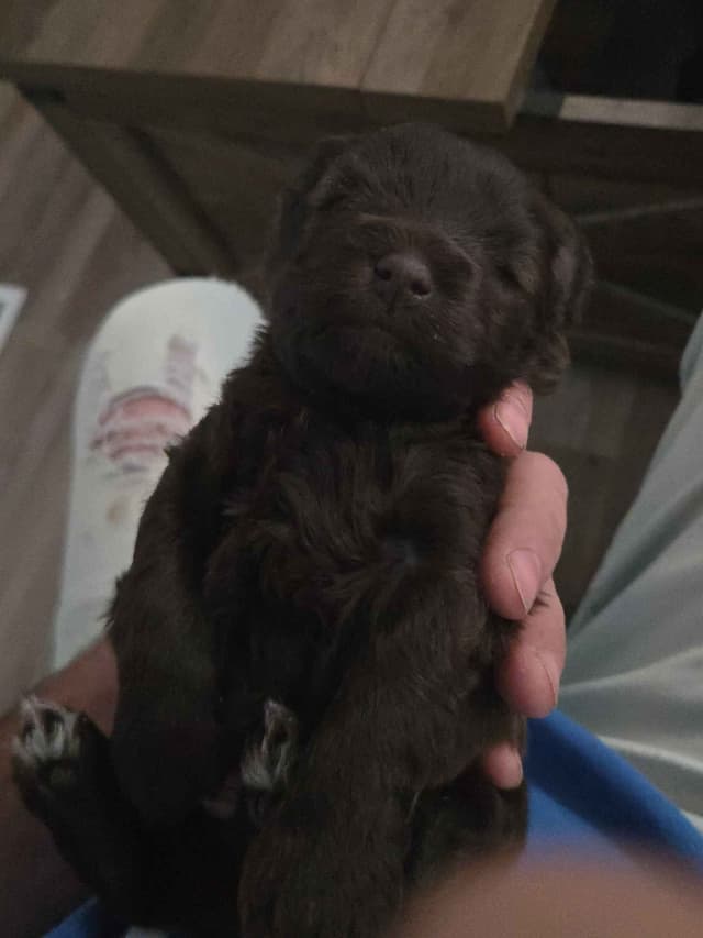 Miniature Schnauzer Puppies media 2