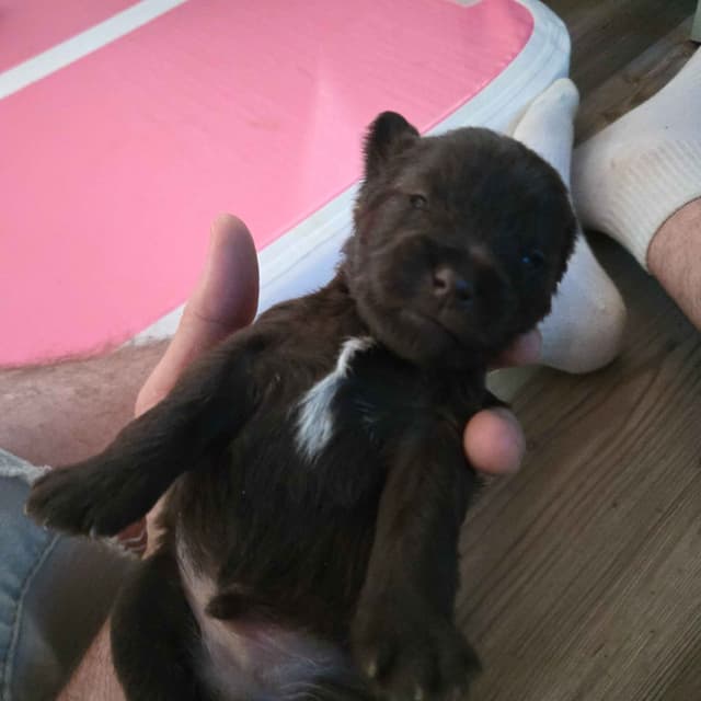 Miniature Schnauzer Puppies media 4