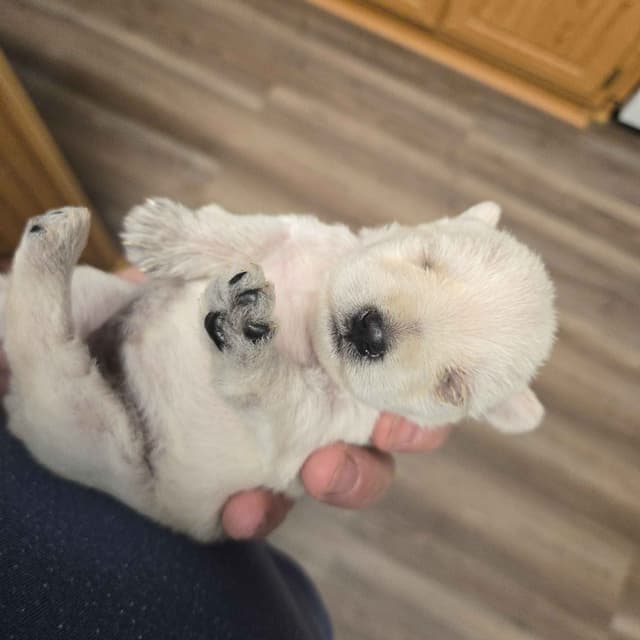 Miniature Schnauzer Puppies media 6