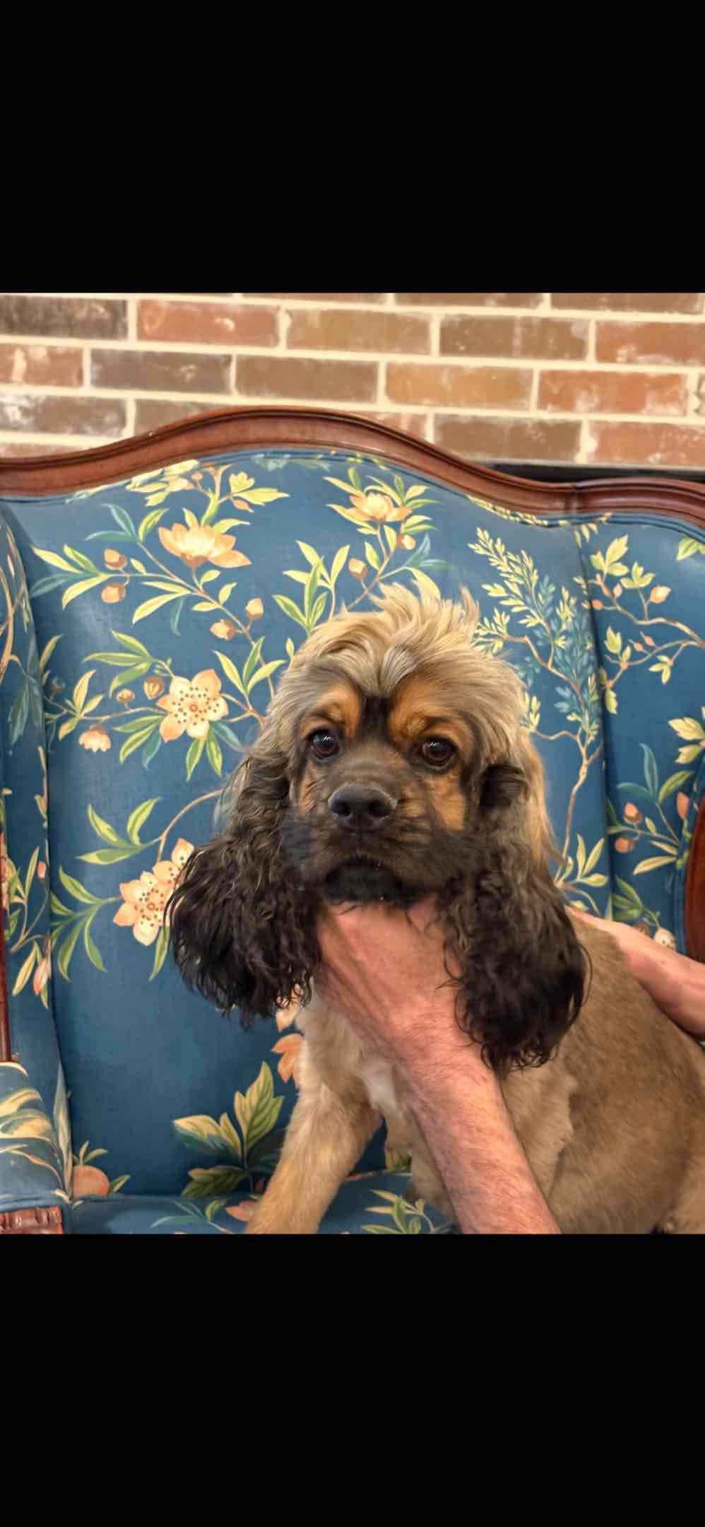 Cocker Spaniel Puppies breeder image 2