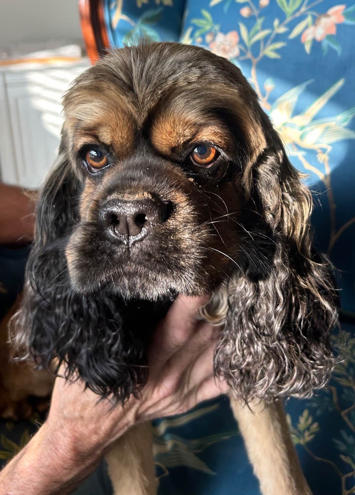 Cocker Spaniel Puppies breeder image 3