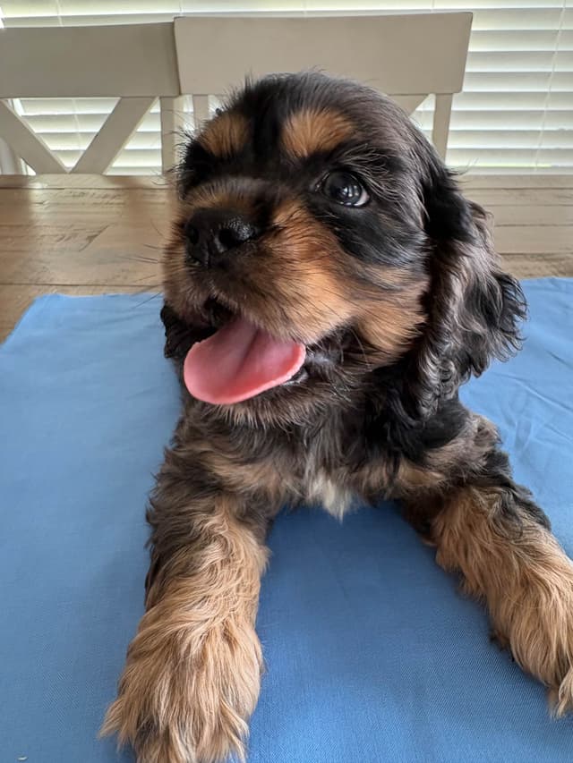 Cocker Spaniel Puppies media 3