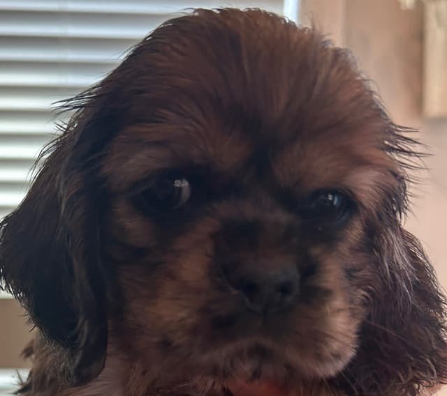 Cocker Spaniel Puppies media 4