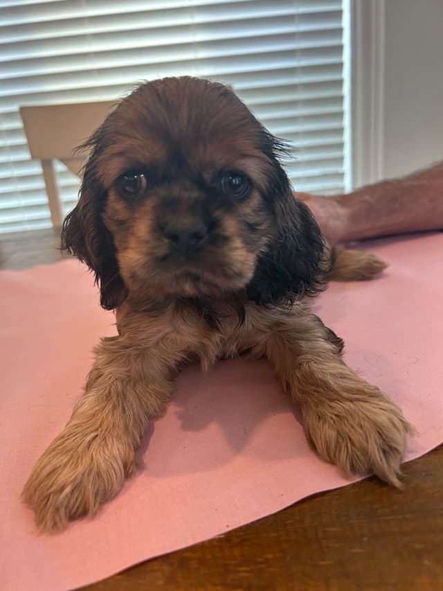 Cocker Spaniel Puppies media 5
