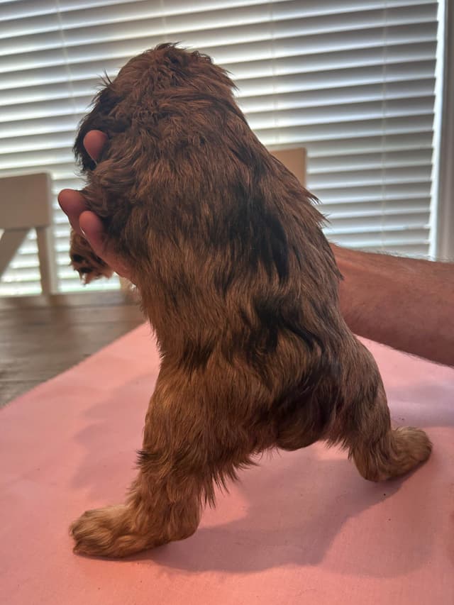 Cocker Spaniel Puppies media 6