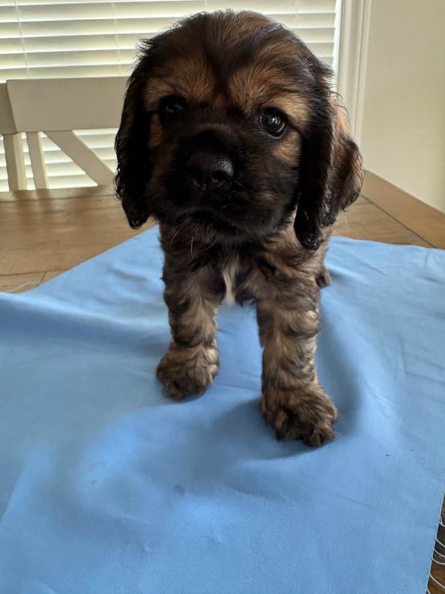 Cocker Spaniel Puppies media 7