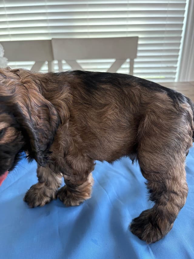 Cocker Spaniel Puppies media 8