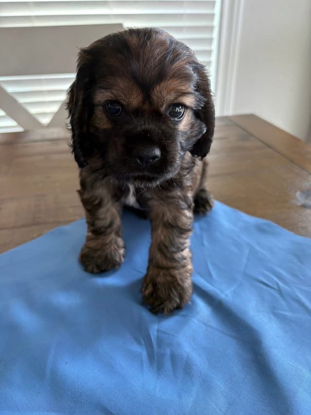 Cocker Spaniel Puppies media 9