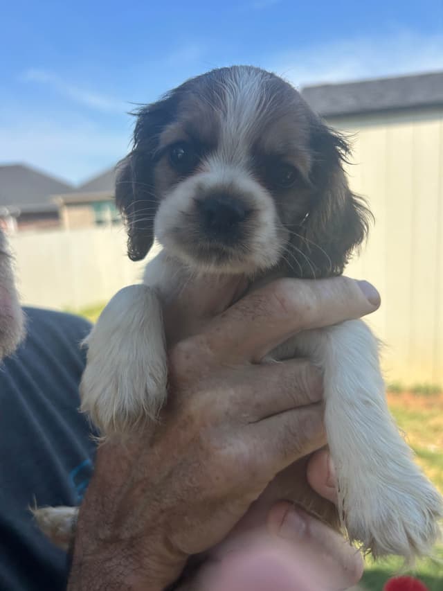 Cocker Spaniel Puppies media 2