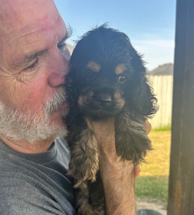 Cocker Spaniel Puppies media 3