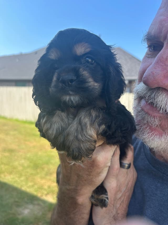 Cocker Spaniel Puppies media 4