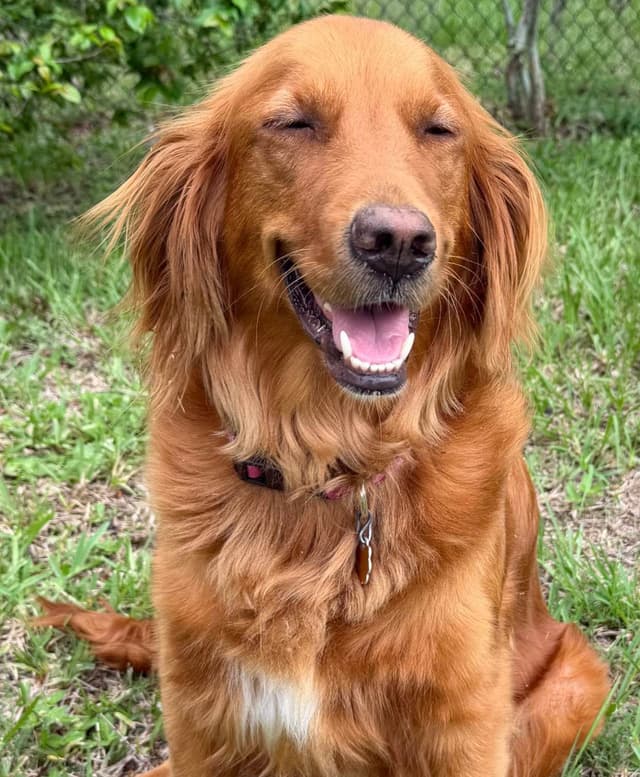 RED Golden Retriever Puppies media 2