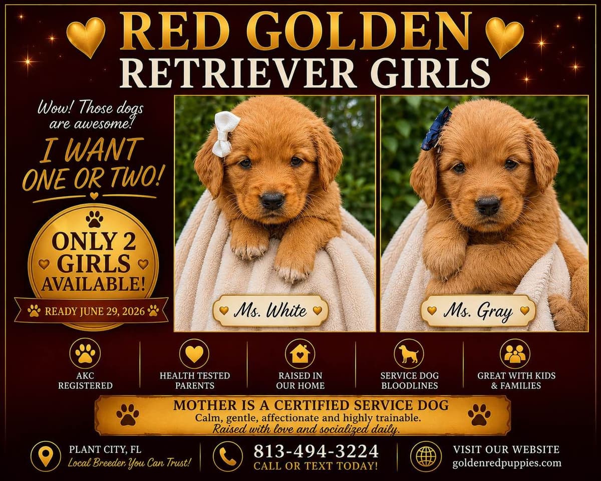 RED Golden Retriever Puppies breeder image 1