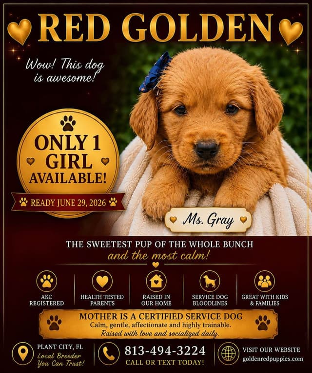 RED Golden Retriever Puppies media 6