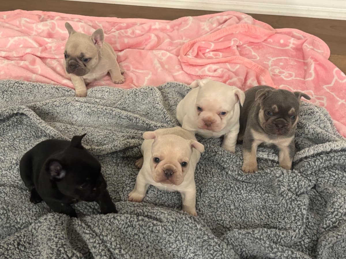 French Bulldog Puppies breeder image 1